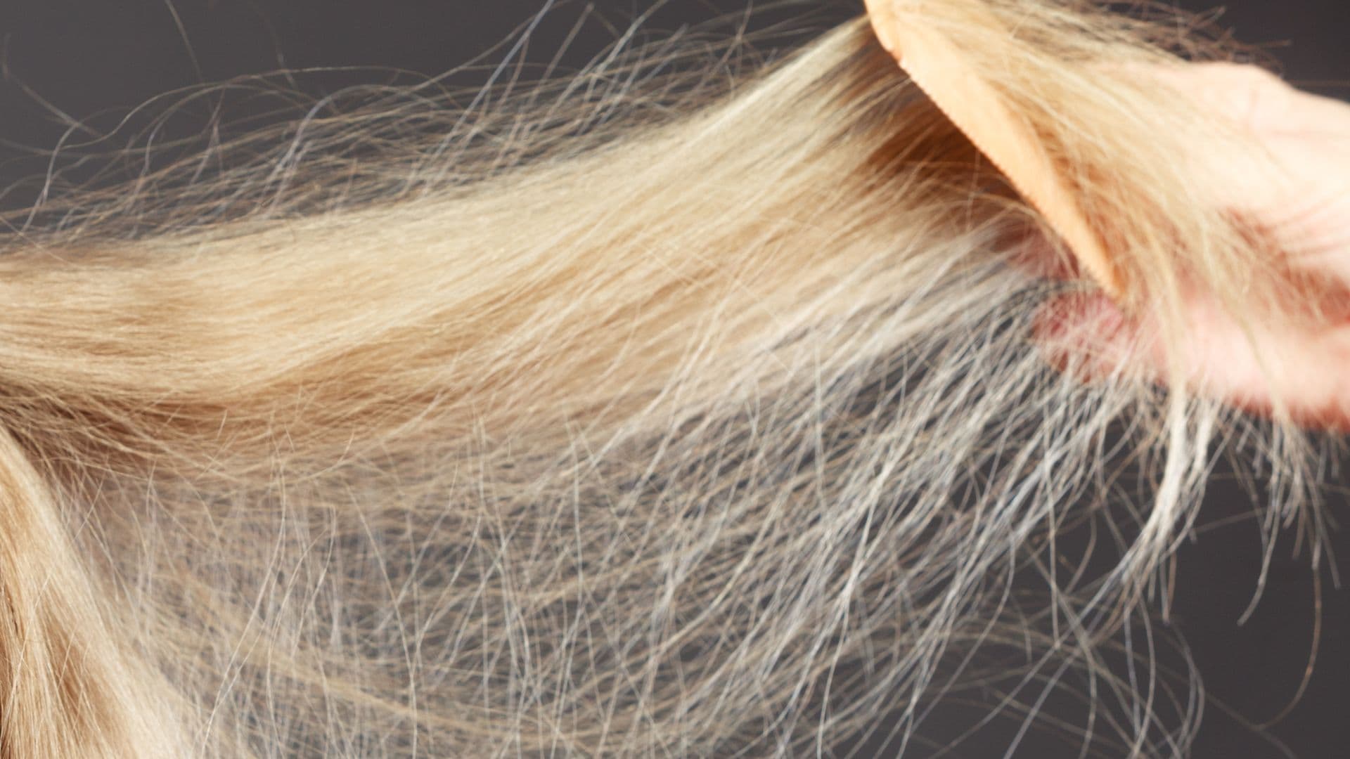 Understanding Hair Dryness